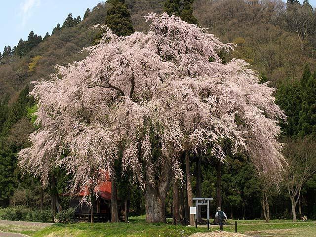 秋田のサクラ2010 -おしら様の枝垂れ桜-: 酔狂日記