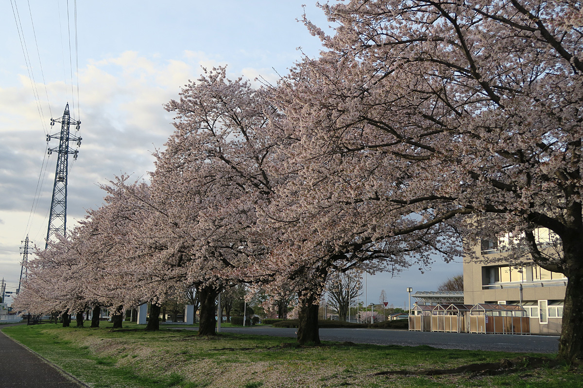 白岡の桜並木 酔狂日記